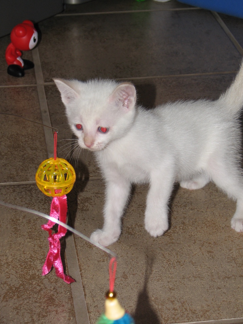 2009/09(September)/New_Kittens/800x600_20100206 415.JPG